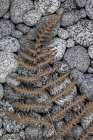 USA, Washington State, Seabeck. Dried bracken fern on beach rocks. Coastal Print